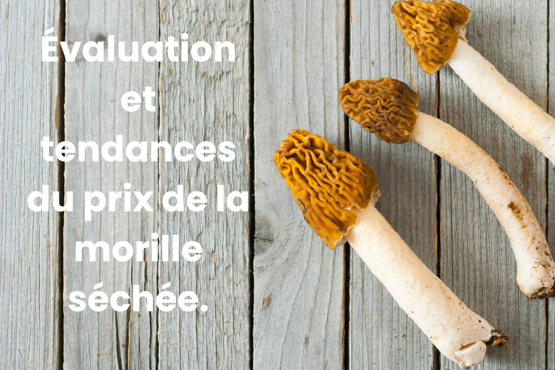 morille séchée prix