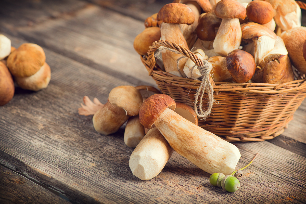 Cepes Rouge Les cèpes : Un trésor gastronomique aux multiples facettes – Comptoir ...