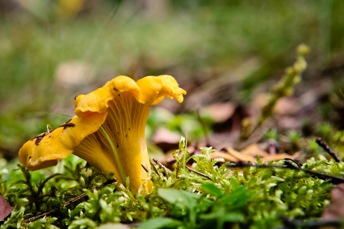 Girolles : un champignon aux multiples facettes