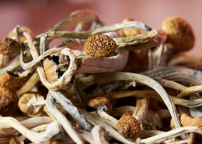 champignons frais vs champignons séchés