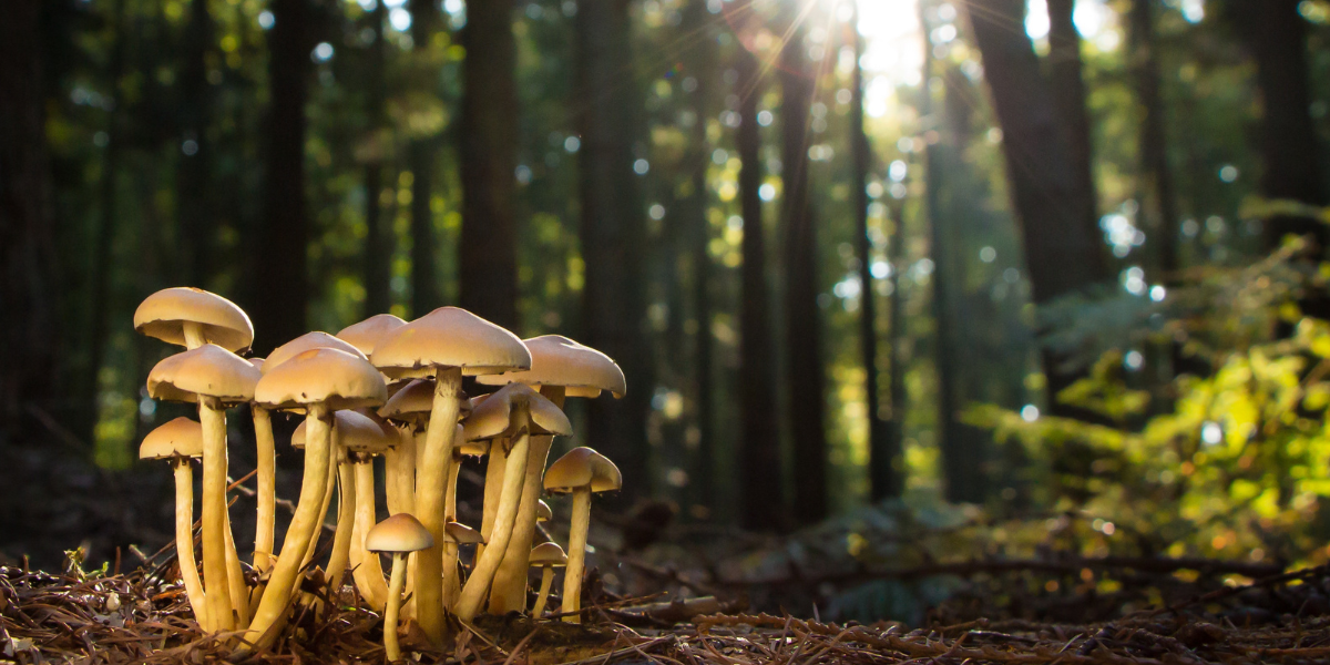 culture champignon séché